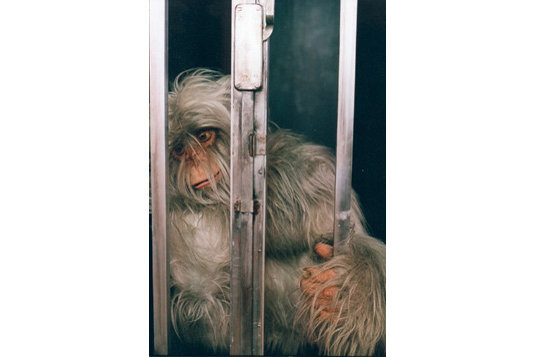 yeti